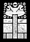 Ink pen drawing of a frog head with a long tongue and surrounded by eyes the life cycle of a frog is depicted below