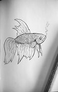 fighting fish drawing